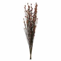 View 36"-40" 8-9oz Merlot Preserved Bell Grass with Seed Pods Bundle