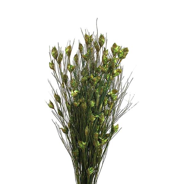 15"-20" 5-6oz Basil Preserved Bell Grass with Seed Pods Bundle
