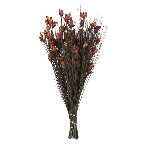 15"-20" 5-6oz Merlot Preserved Bell Grass with Seed Pods Bundle