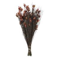 Vickerman 15"-20" 10oz Merlot Preserved Bell Grass with Seed Pods Bundle (2 5oz bundles)