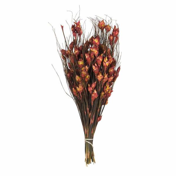 15"-20" 10oz Red Preserved Bell Grass with Seed Pods Bundle (2 5oz bundles)