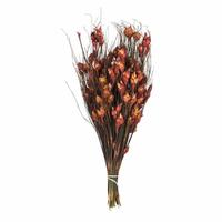 Vickerman 15"-20" 10oz Red Preserved Bell Grass with Seed Pods Bundle (2 5oz bundles)