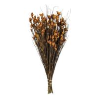 Vickerman 15"-20" 10oz Aspen Gold Preserved Bell Grass with Seed Pods Bundle (2 5oz bundles)