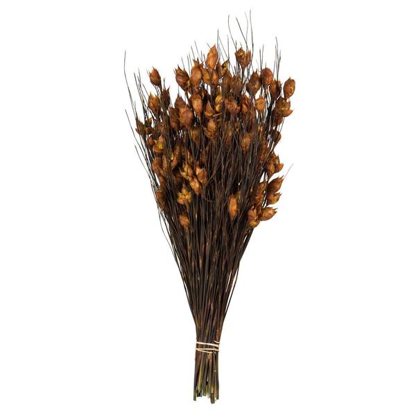 15"-20" 10oz Autumn Preserved Bell Grass with Seed Pods Bundle (2 5oz bundles)