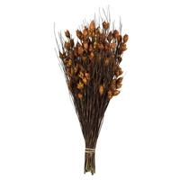Vickerman 15"-20" 10oz Autumn Preserved Bell Grass with Seed Pods Bundle (2 5oz bundles)