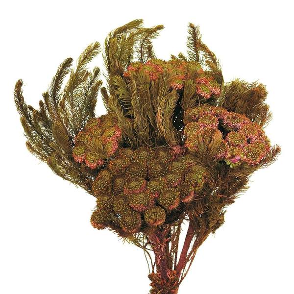 12"-16" 8oz Plum Preserved Brunia Stems (2 4oz bundles)
