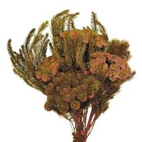 Vickerman 12"-16" 8oz Plum Preserved Brunia Stems (2 4oz bundles)