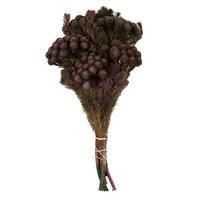 Vickerman 12"-16" 4oz Violet Preserved Brunia