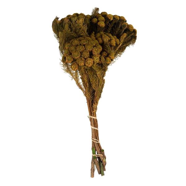 12"-16" 8oz Aspen Gold Preserved Brunia (2 4oz bundles)