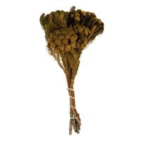 Vickerman 12"-16" 4oz Aspen Gold Preserved Brunia