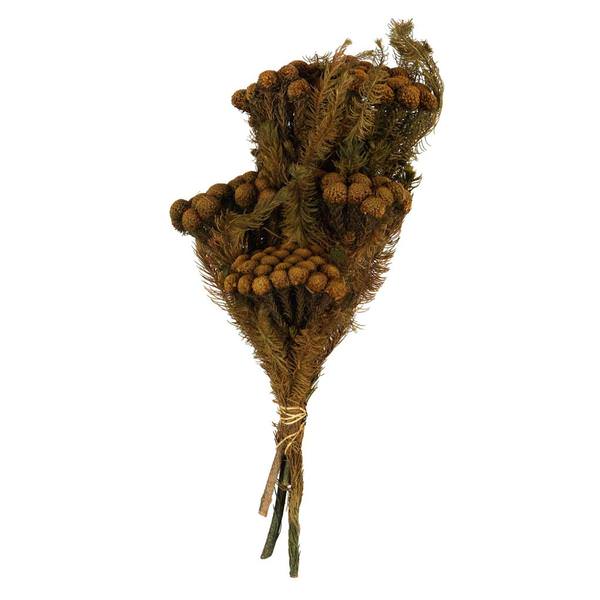 12"-16" 4oz Autumn Preserved Brunia Stems