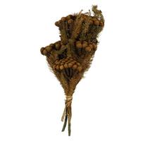 Vickerman 12"-16" 4oz Autumn Preserved Brunia Stems