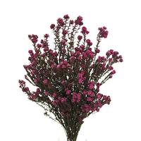 Vickerman 16"-22" 8oz Erica Pink Preserved Cotton Phylica (2 4oz bundles)