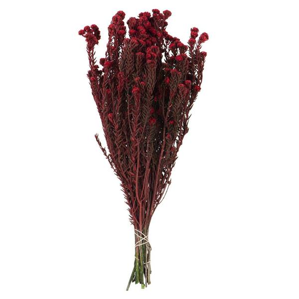 16"-22" 8oz Red Preserved Cotton Phylica (2 4oz bundles)
