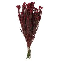 Vickerman 16"-22" 4-5oz Red Preserved Cotton Phylica