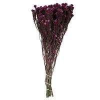 Vickerman 16"-22" 4-5oz Purple Orchid Preserved Cotton Phylica