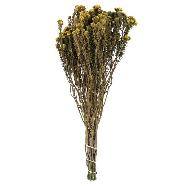 16"-22" 4-5oz Yellow Preserved Cotton Phylica
