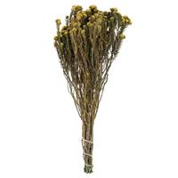 Vickerman 16"-22" 4-5oz Yellow Preserved Cotton Phylica