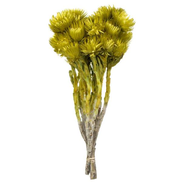 13"-14" 46 Blooms Basil Preserved Flowers (2 pack)