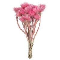 View 13"-14" 23 Blooms Light Pink Preserved Flowers