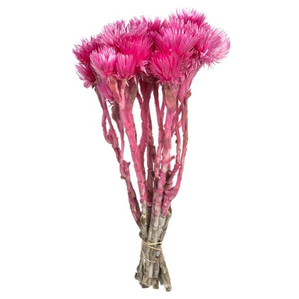 13"-14" 23 Blooms Bright Pink Preserved Flowers