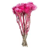 View 13"-14" 23 Blooms Bright Pink Preserved Flowers