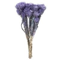 Vickerman 13"-14" 46 Blooms Light Purple Preserved Flowers (2 pack)