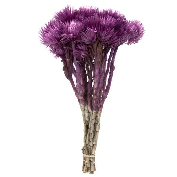 13"-14" 23 Blooms Purple Orchid Preserved Flowers