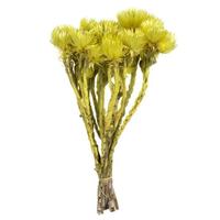 Vickerman 13"-14" 23 Blooms Yellow Preserved Flowers