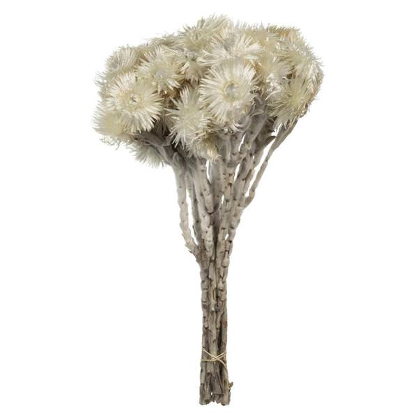 13"-14" 23 Blooms Natural White Preserved Flowers