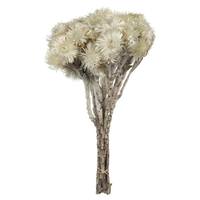 View 13"-14" 23 Blooms Natural White Preserved Flowers