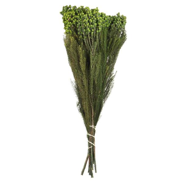 12"-15" 16oz Green Preserved Lanuginosa