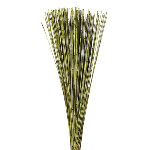 30" 10oz Basil Preserved Marsh Reed Bundle