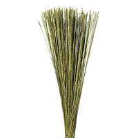 Vickerman 30" 10oz Basil Preserved Marsh Reed Bundle