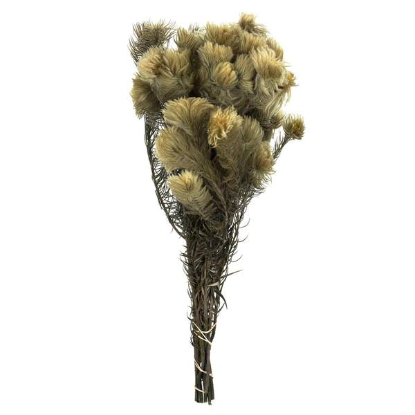 15"-18" 4oz Natural Green Preserved Phyliscens Bundle