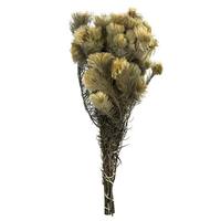 Vickerman 15"-18" 4oz Natural Green Preserved Phyliscens Bundle