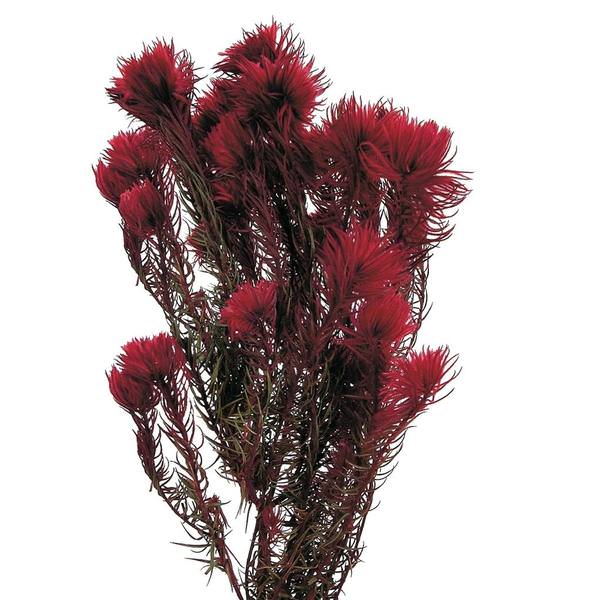 15"-18" 3.5oz Red Preserved Phyliscens Bundle