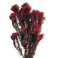 Vickerman 15"-18" 3.5oz Red Preserved Phyliscens Bundle