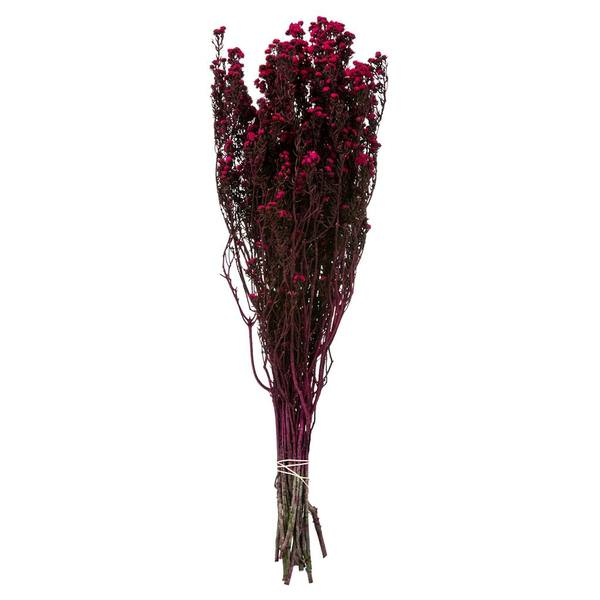 12"-22" 5-6oz Raspberry Preserved Phylica