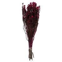 View 12"-22" 5-6oz Raspberry Preserved Phylica