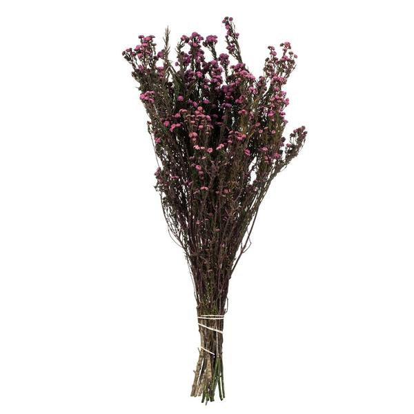 12"-22" 10oz Violet Preserved Phylica (2 5oz bundles)