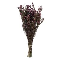 Vickerman 12"-22" 10oz Violet Preserved Phylica (2 5oz bundles)