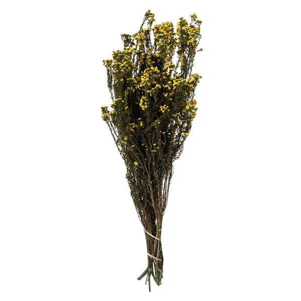 12"-22" 10oz Yellow Preserved Phylica (2 5oz bundles)