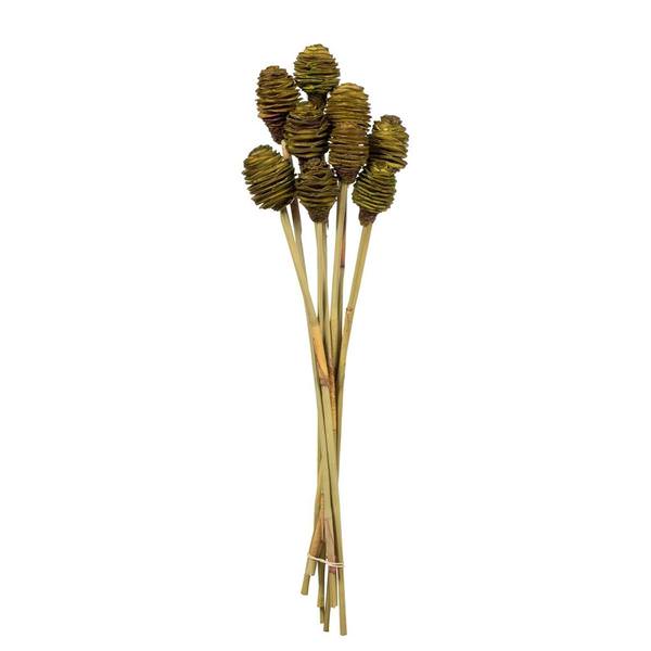 18"-24" Basil Preserved Platy Cone on Reed Bundle (10 pack)