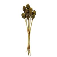 Vickerman 18"-24" Basil Preserved Platy Cone on Reed Bundle (10 pack)