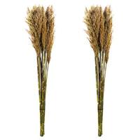 Vickerman 36"-40" 14oz Ivory Preserved Plume Reed Bundle (2 pack)