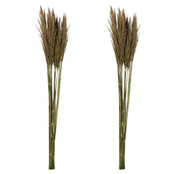 36"-40" 14oz Natural Green Preserved Plume Reed Bundle (2 pack)