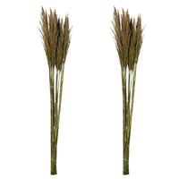 Vickerman 36"-40" 14oz Natural Green Preserved Plume Reed Bundle (2 pack)