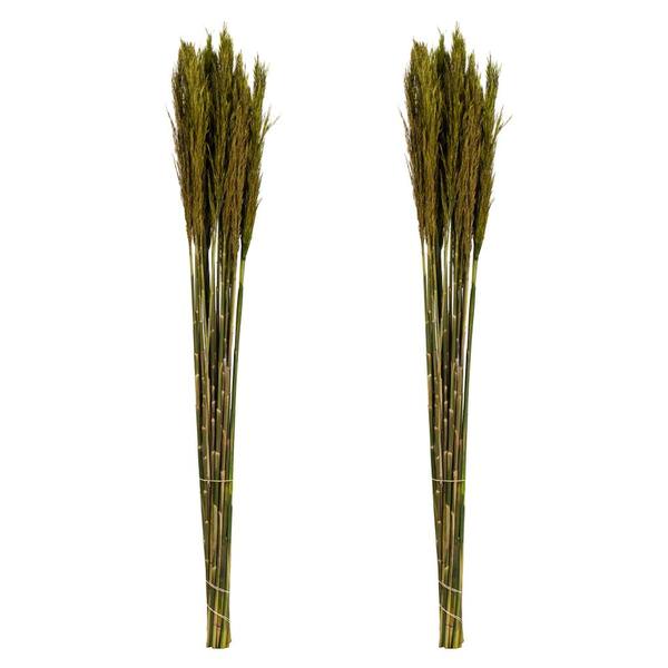 36"-40" 14oz Green Preserved Plume Reed Bundle (2 pack)
