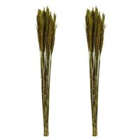 Vickerman 36"-40" 14oz Green Preserved Plume Reed Bundle (2 pack)